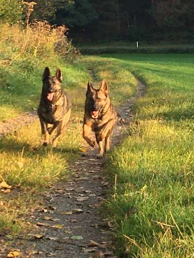 Schäferhund-Fans?-Beitrag-Bild