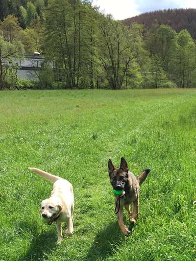 Die Dogorama Monats Challenge "Es grünt und blüht"-Beitrag-Bild