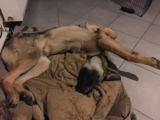 Zeigt mir die lustigsten Schlafpositionen eurer Fellnasen-Beitrag-Bild