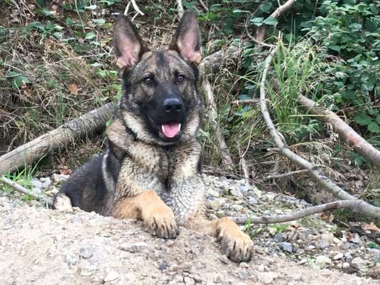 Die Dogorama Kalender Challenge Titelbild-Beitrag-Bild