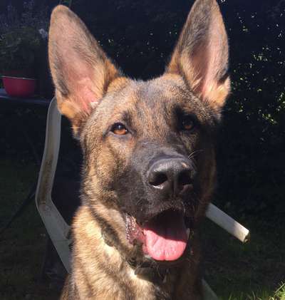 Die Dogorama Kalender Challenge 4/4-Beitrag-Bild