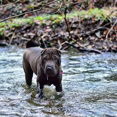 Hundetreffen-Gemeinsame Gassirunden-Bild