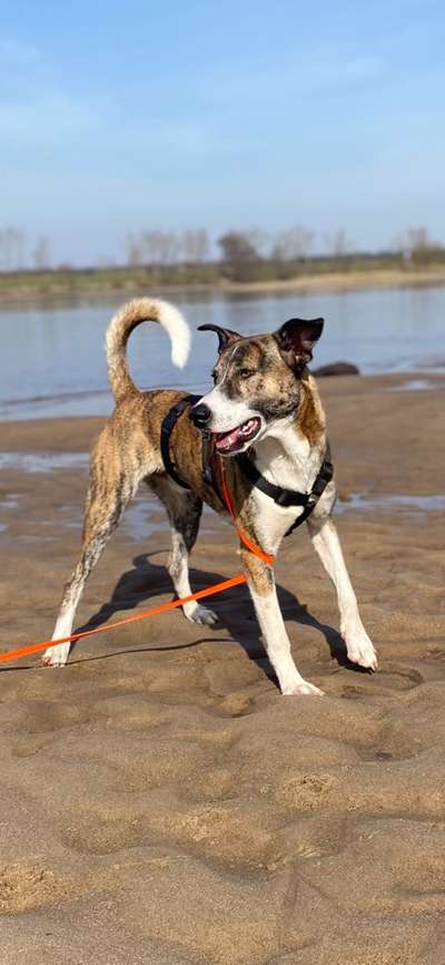 Auslandstierschutz-Beitrag-Bild