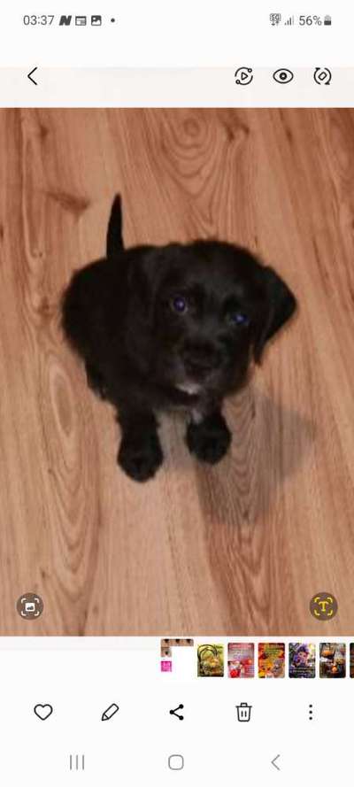 Welpen Bilder !-Beitrag-Bild