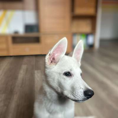 Hundetreffen-Training für Welpe-Bild