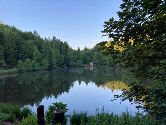 Hundeauslaufgebiet-Weldener Weiher-Bild