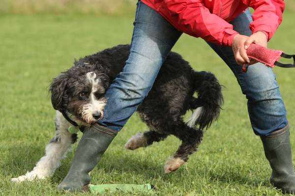 Mischlingshunde Foto Aufruf-Beitrag-Bild
