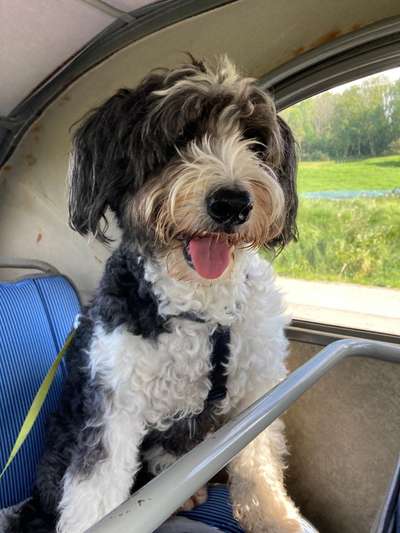 FOTOCHALLENGE 70 - Dein Hund im Auto-Beitrag-Bild