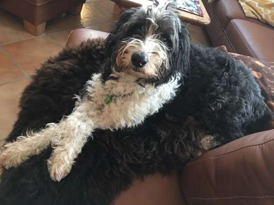 Mischlingshunde Foto Aufruf-Beitrag-Bild