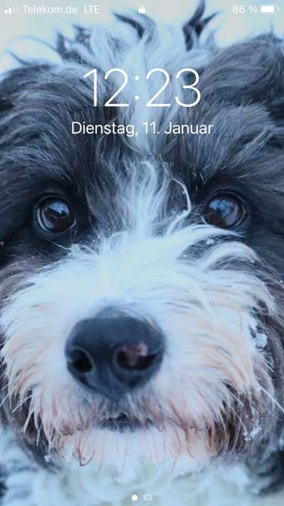 Dogorama Photo Challenge - Hundeblick zum hinschmelzen-Beitrag-Bild