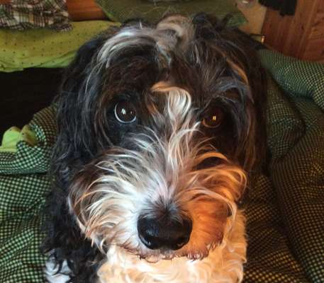 Darf der Hund bei Euch im Bett schlafen?-Beitrag-Bild