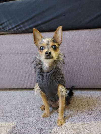 Welche Hunderasse-Beitrag-Bild