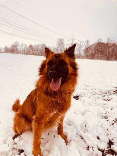 Seltene Rassen!-Beitrag-Bild