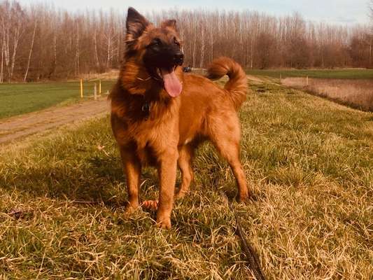 Harzer Fuchs-Beitrag-Bild