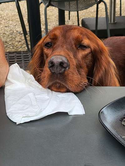 Gehören Hunde ins Restaurant?-Beitrag-Bild