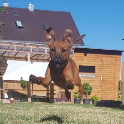 Hundetreffen-Robuste Spielfreunde gesucht-Bild