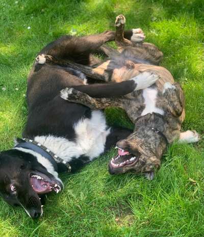 Bester Freund, Hundekumpel - zeigt her!-Beitrag-Bild