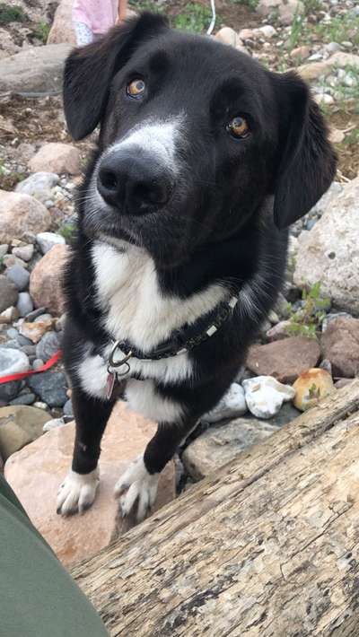 Die Dogorama Wochen Challenge: “Dein Hund im Urlaub”-Beitrag-Bild