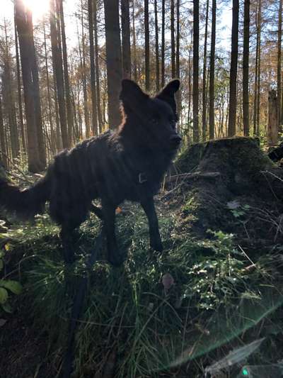 Fotochallenge Nr 55  -  Hund im November--Beitrag-Bild