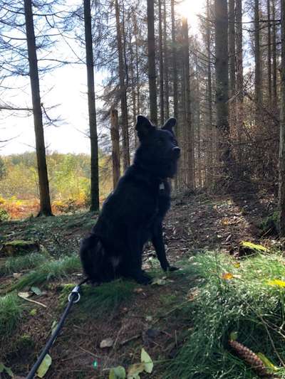 Mischlingshunde Foto Aufruf-Beitrag-Bild