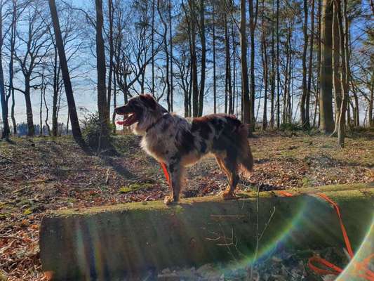 Hundetreffen-Gemeinsam Gassi gehen, spielen oder auch Hundekekse backen-Bild