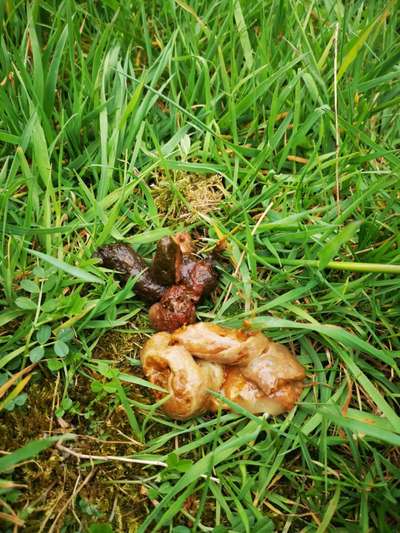 Hunde Kot sieht schleimig aus-Beitrag-Bild