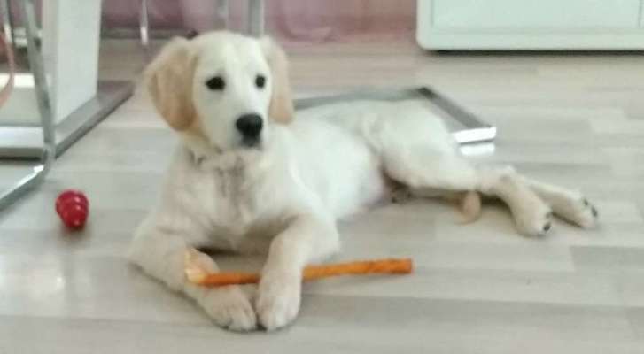 Wo sind die Golden Retriever Liebhaber?-Beitrag-Bild