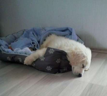 Als Welpen sind sie alle noch süßer-Beitrag-Bild