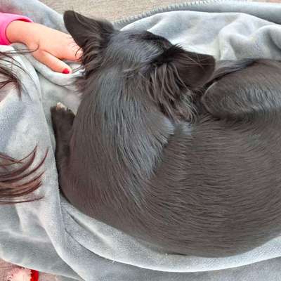 Giftköder-Salami Hülle mit Krampen in Graben-Bild