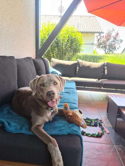 Hundetreffen-Spielrunde oder Gassirunde-Bild