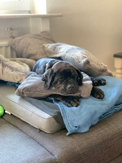 Das erste Bild eures Hundes-Beitrag-Bild