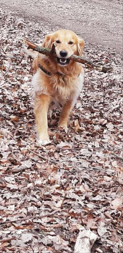 Wo sind die Golden Retriever Liebhaber?-Beitrag-Bild