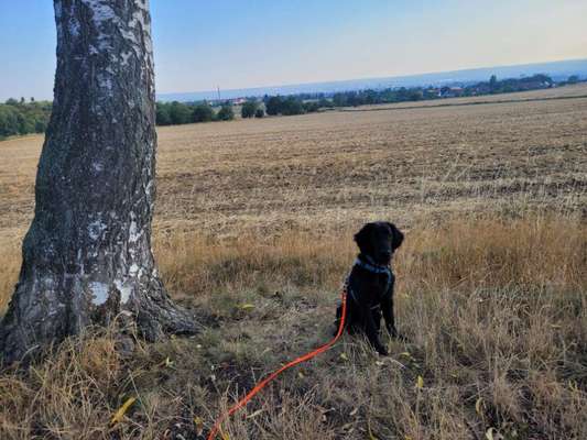 Hundetreffen-Hundebegegnung entspannt meistern-Bild