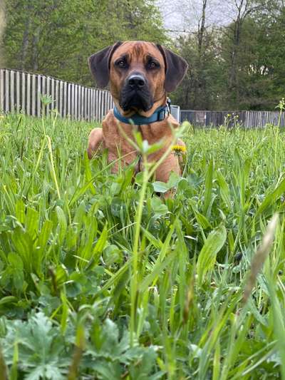 Die Dogorama Monats Challenge "Es grünt und blüht"-Beitrag-Bild