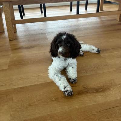 Hundetreffen-Gassi-Freunde für Kalle – Sozialisierung & gemeinsame Spaziergänge 🐾-Bild