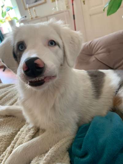 Zeige das lustigste Bild eures Hundis-Beitrag-Bild