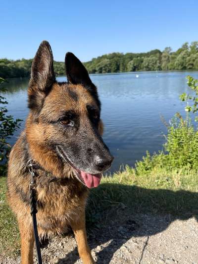 Dogorama Photo Challenge - an der Leine-Beitrag-Bild