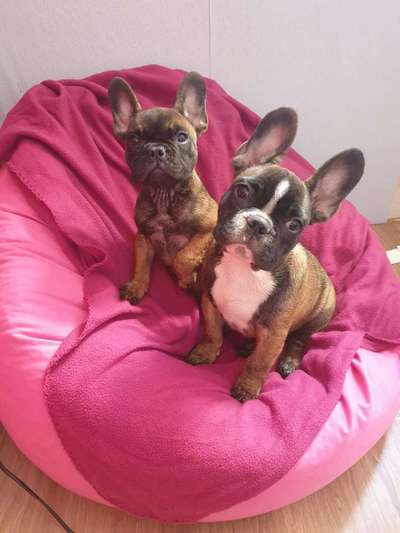 Die Dogorama Kalender Challenge 4/4-Beitrag-Bild