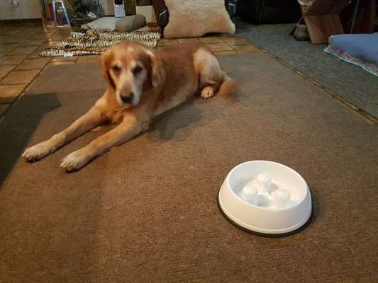 Wie kamst du zu deinem Hund?-Beitrag-Bild