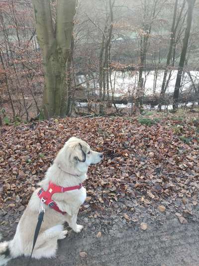 Hundetreffen-Spielrunde an der Hundewiese am Burgkindergarten Röhrmoos-Bild