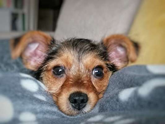 Dogorama Photo Challenge - Hundeblick zum hinschmelzen-Beitrag-Bild