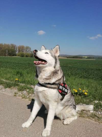 Husky-Beitrag-Bild