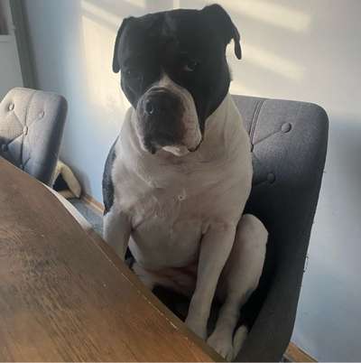 Hundetreffen-Bulldogge oeb-Bild