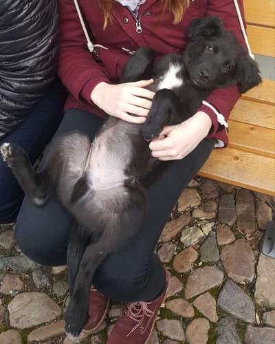 Welpen Bilder !-Beitrag-Bild