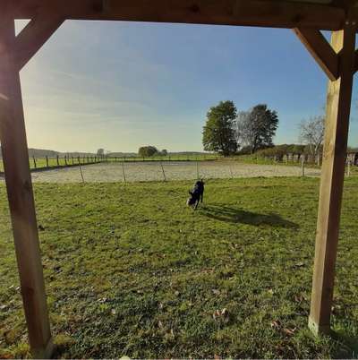 Hundeauslaufgebiet-Hundespielplatz Ehra-Bild