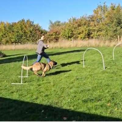 Hundetreffen-🐾 Lust auf Hundesport? Dann komm zu uns! 🐾-Bild