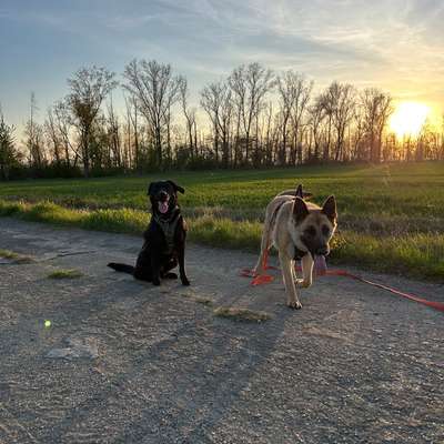 Hundetreffen-Treffen für Allerlei-Bild