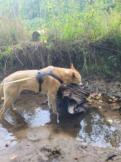 Knüppel aus dem Wald Foto Wettbewerb-Beitrag-Bild