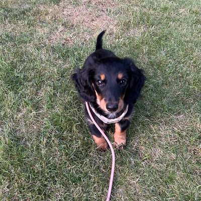 Hundetreffen-Gassi und Spielkameraden gesucht :)-Bild
