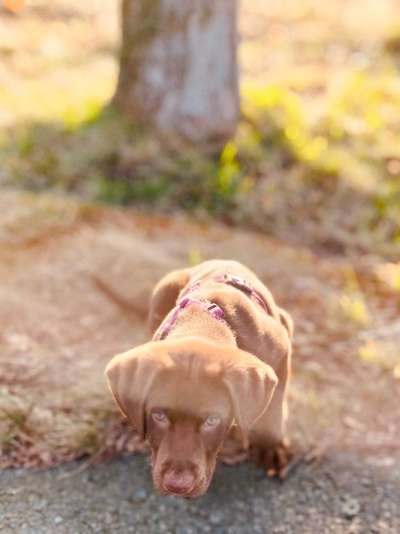 Dogorama Photo Challenge - Der Frühling kommt-Beitrag-Bild